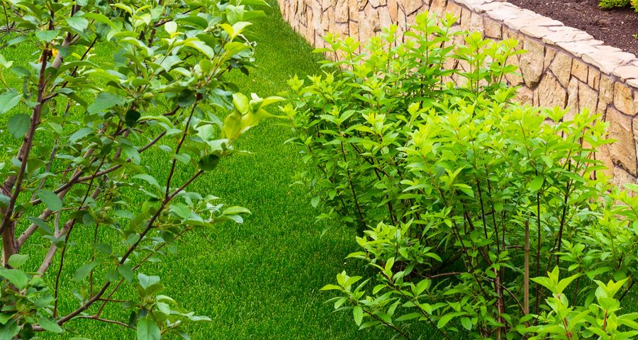 Massif de jardin planté le long d'un muret de pierre